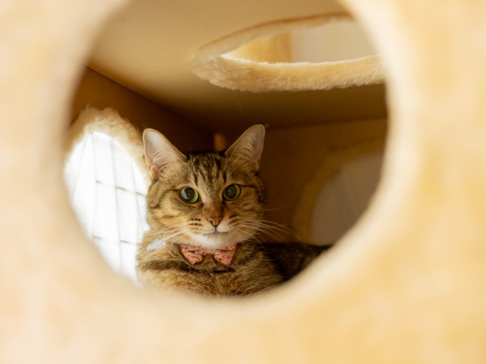 超絶デレデレな猫「イズ」 突然死した先代猫の分も愛される箱入り娘
