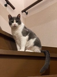 階段の上から見つめるめいくん。ちゅ～るもう1本？（提供写真）