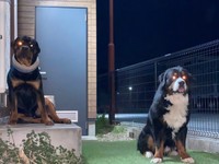 猛者感漂うタイカンくん（右）、セドリックくん（左）（画像提供：セドリック タイカンさん）