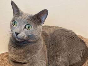 お気に入りのバリバリベッドでガリガリして満足にゃ　ロシアンブルーの「てん」