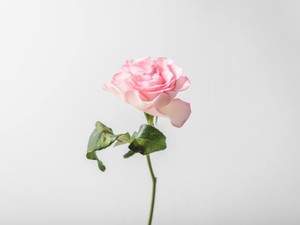 中身も外見ももっと綺麗でいようと私が思えるのは、あなたのおかげ