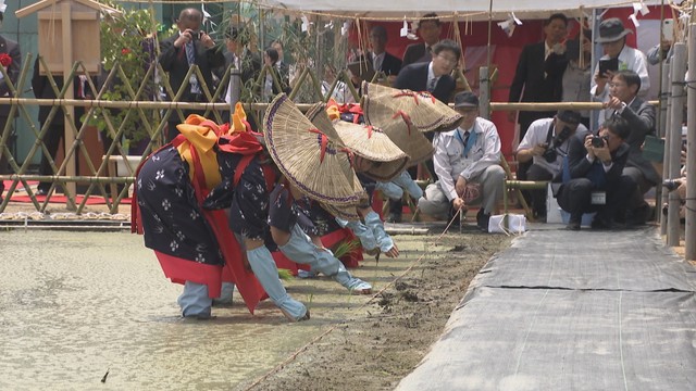 献穀田の田植え式