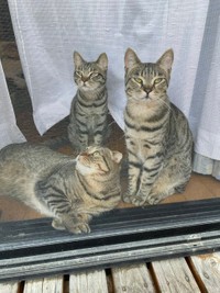 同じタイミングでソックリなブサイク顔になる息の合ったまいたけくんとしめじちゃんの兄妹猫。転がっているのはがじゅまるくんです（はるとさん提供）