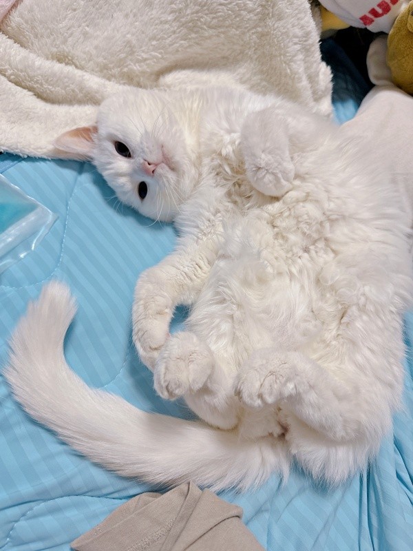 へそ天でくつろぐもこちゃん（画像提供：ねこぴったーさん）