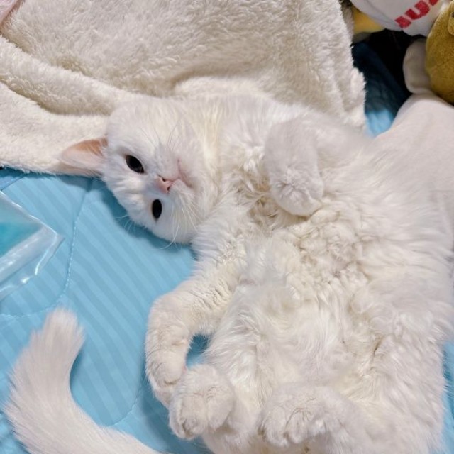 へそ天でくつろぐもこちゃん（画像提供：ねこぴったーさん）