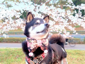満開の桜と凜々しくパチリ　焼き芋と酒屋が大好きな柴「凛太朗」