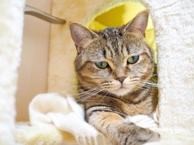 お帰りなさい、待ってたよ～　起きたばかりのマンチカン「なな」