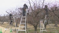 岡山後楽園で梅の木の剪定始まる　1月15日に切り落とした枝を販売　