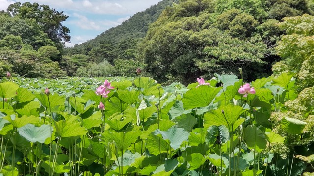 栗林公園（高松市栗林町 午前11時ごろ）