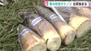 春の味覚タケノコの出荷が始まる　例年より２週間遅れ　宮城・丸森町