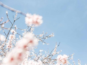 大学の薄い人間関係に慣れつつ、あの心が澄む挨拶をまたしたいと願う