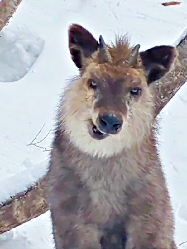 興味津々といった様子で、こちらを見つめながら口をもぐもぐするカモシカ（画像提供：少年さん）