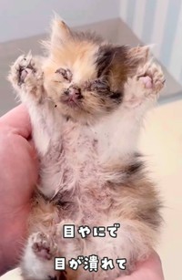 目やにで両目を塞がれ、冷たくなっていた三毛猫（かごねこさん提供、Instagramよりキャプチャ撮影）