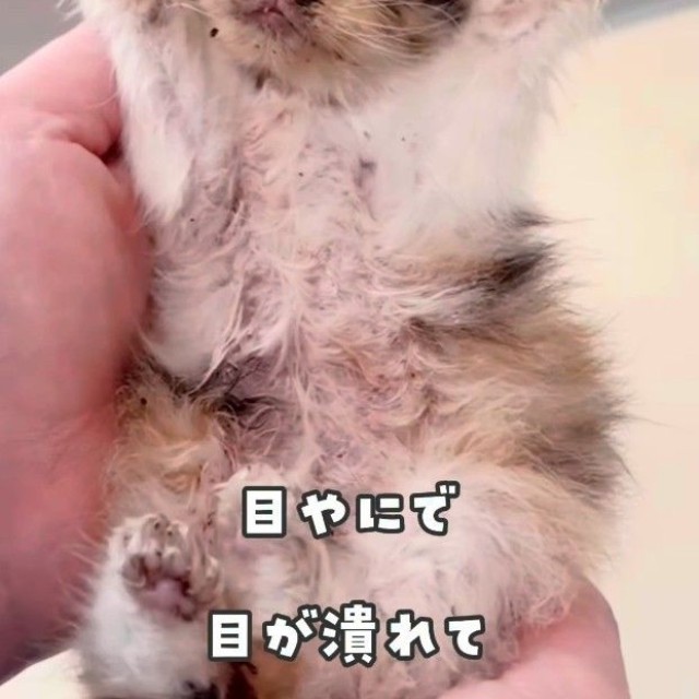 目やにで両目を塞がれ、冷たくなっていた三毛猫（かごねこさん提供、Instagramよりキャプチャ撮影）
