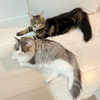 いつも一緒だにゃ＝cat2_saさん提供