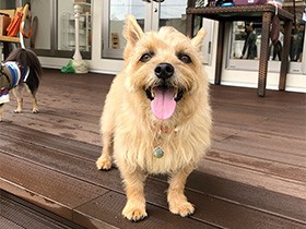 お友達と初のカフェ　ノーリッチテリアの「SKIP」