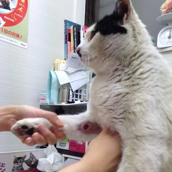 脚の内側に矢で撃たれたような「穴」が開くケガがみつかりました（増田さん提供）