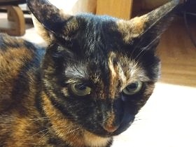 猫トイレと子どもを隔てるゲートをDIY　果たして猫は通れるか