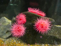 触手が開くと、真っ赤な花が咲いたようにきれいです（「アクアワールド茨城県大洗水族館」提供）