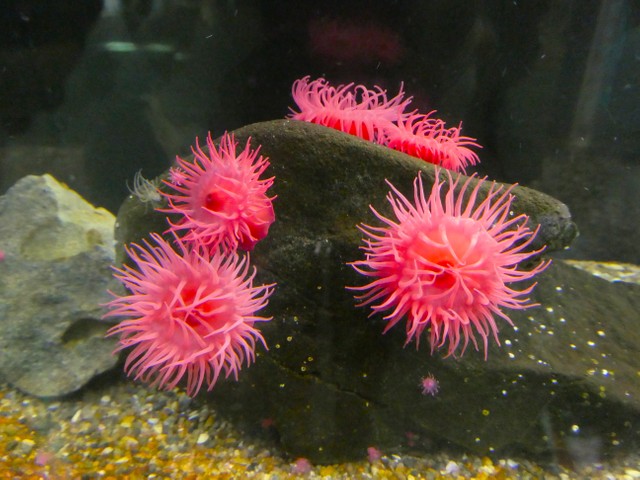 触手が開くと、真っ赤な花が咲いたようにきれいです（「アクアワールド茨城県大洗水族館」提供）