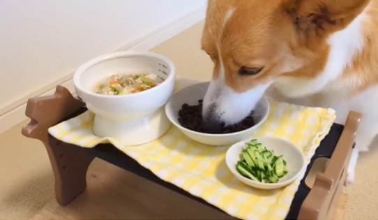 まずはドライフードを（飼い主さん提供）