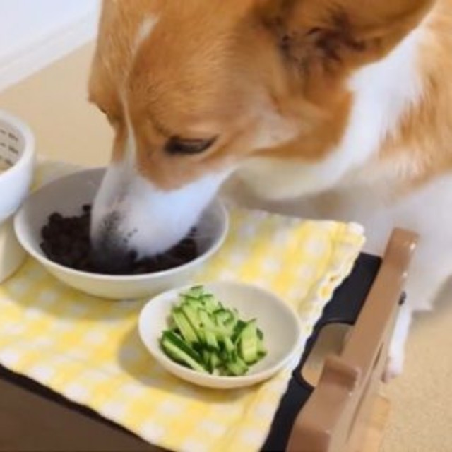 まずはドライフードを（飼い主さん提供）