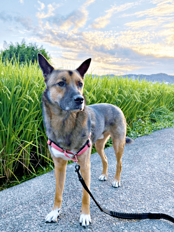 散歩中、おばあさんから声をかけられた「ばつ丸」くん（画像提供：あやさん）
