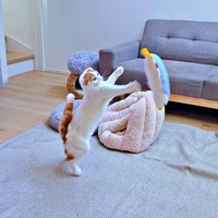 スロージャンプの練習！？ に精を出すミックくん（画像提供：今日と、セラ、ミックさん）