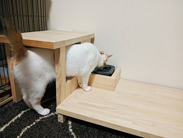 フード用スペースに下半身を残し、上半身だけ出して水を飲むという、想像の斜め上のスタイルで「台」を使いこなすセルジオ悦子ちゃん（画像提供：セルゥゥゥゥァァァァァさん）