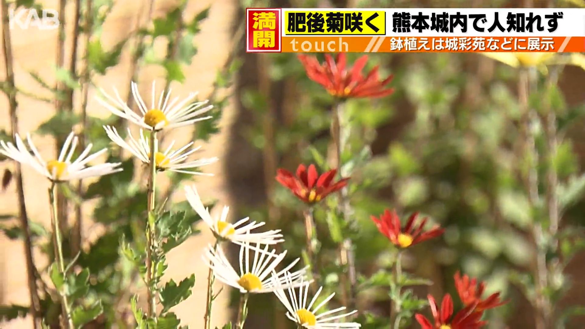 肥後六花のひとつ「肥後菊」満開 200年以上受け継がれる作法（1