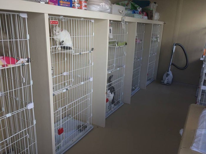 改革された行政施設内の猫舎