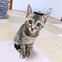 子猫時代、大きな瞳がキュートな会長（画像提供：猫、飼い始めましたさん）