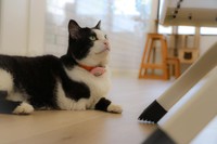 SNSのショート動画で人気となった3本足の猫「ふく」（撮影／石黒謙吾）