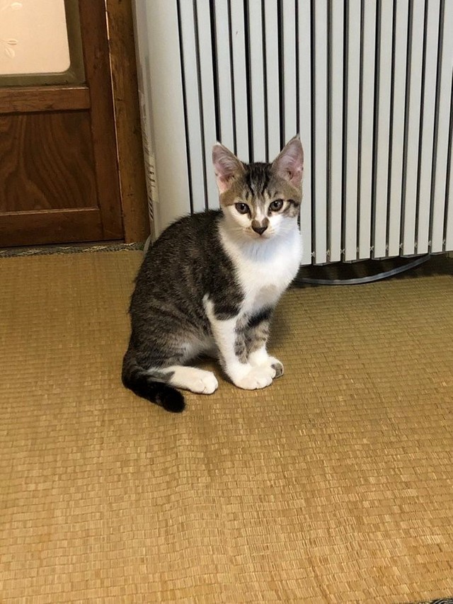 おうちに迎えて初めて撮影した1枚