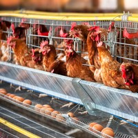 鳥インフルエンザのコントロールが必須　※画像はイメージです（poco_bw/stock.adobe.com）