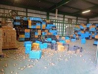 出荷予定だった倉庫のジャガイモが崩れていた（「たかきのバナナ」さん提供）
