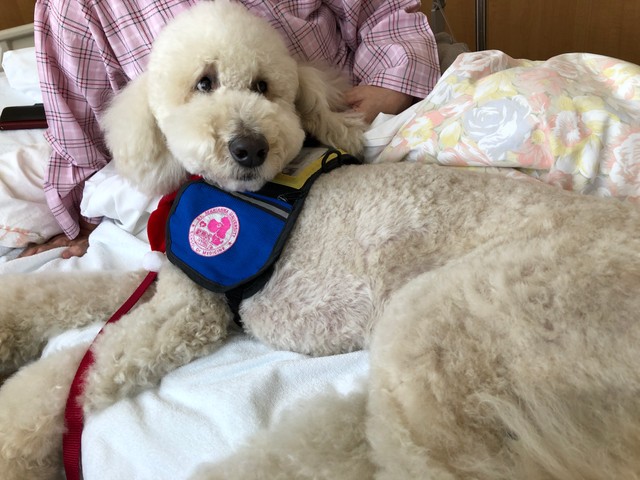 患者さんのつらさにそっと寄りそう「心のケア」を受け持つモリス。患者さんとベッドでまったり（提供写真）