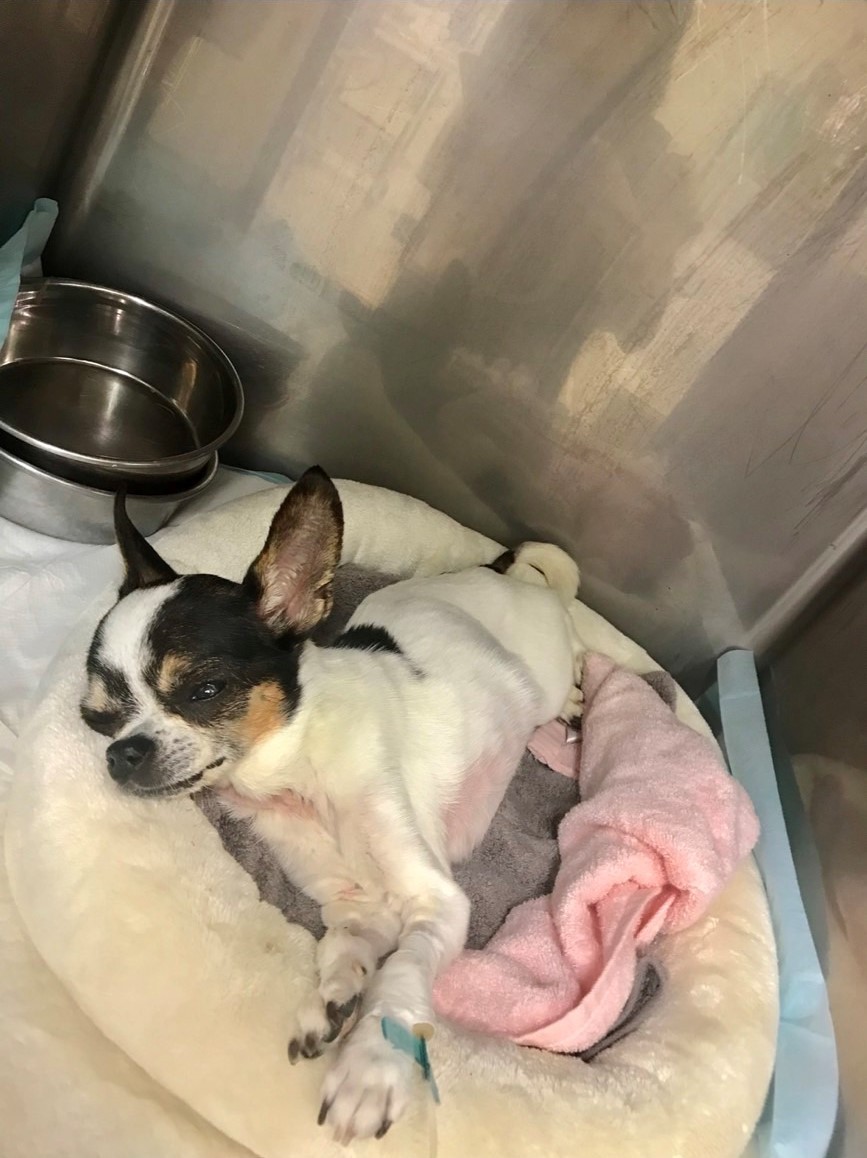 入院や通院が長かったことから、スタッフにとっていつしか思い入れの深い存在に（ショコラちゃんご家族提供）