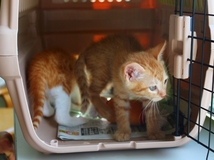 キャリーの中って安心