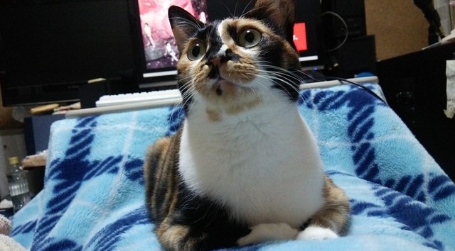 好奇心が伺える、まん丸な瞳が愛くるしい