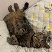 へそ天で眠るタビントン君＝あんずさん（@apricotchan_）提供