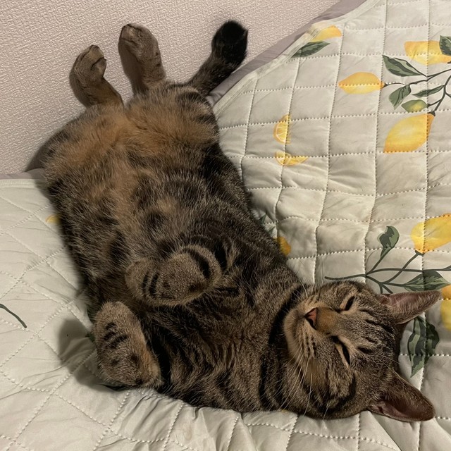 へそ天で眠るタビントン君＝あんずさん（@apricotchan_）提供