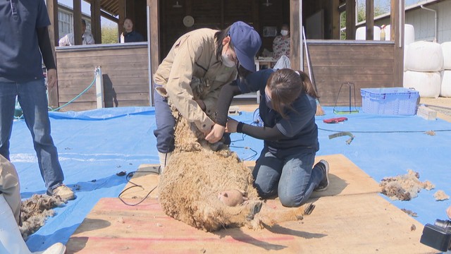 毛刈りを体験する高校生　瀬戸南高校　岡山・東区瀬戸町沖