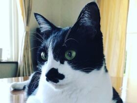 鳴き声は聞こえても姿は見えず　少しずつ慣らして保護したハチワレ猫の「チビ」