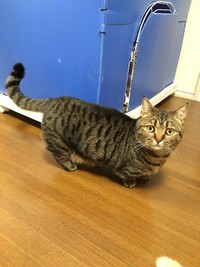 飼い主さんの遊びに付きっていた、トメ次くん（提供：はると さん）