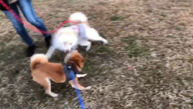 とにかく激しいワンちゃんたち