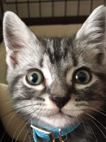 家にきたころの「らーむ（laamu）」
