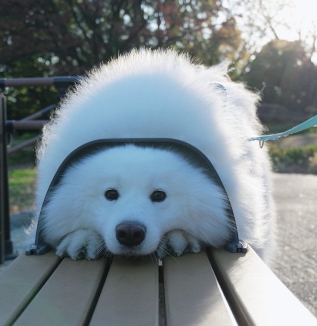 こんなお茶目なポーズも披露（画像提供：サモエドのダッツさん）