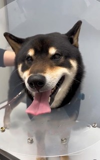 竹串をとってもらってよかったね（稲野辺院長提供、Instagramよりキャプチャ撮影）