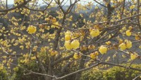 倉敷市の公園で冬に咲く黄色い花「ロウバイ」が見頃　岡山